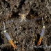 shrimp_cleaner_bhr_tam_h_0003_bal5717.jpg